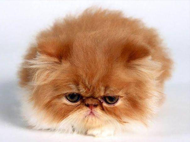 Kucing lucu. (cutestpaw.com)