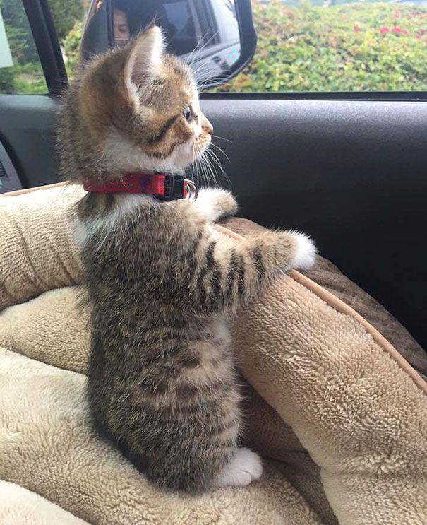 Kucing lucu. (facebook.com/lovemeowfanpage)