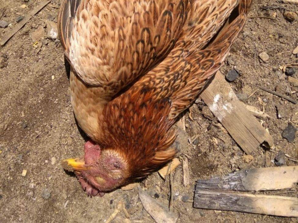 Ayam milik warga banyak mati mendadak (IDN Times/Rangga Erfizal)