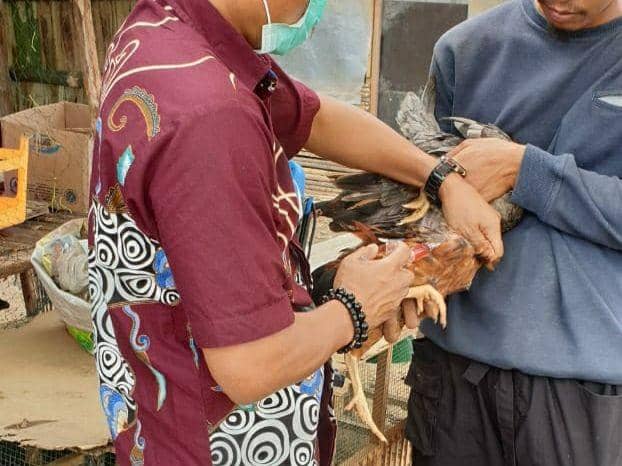 Pemberian vaksin kepada unggas (IDN Times/Istimewa)