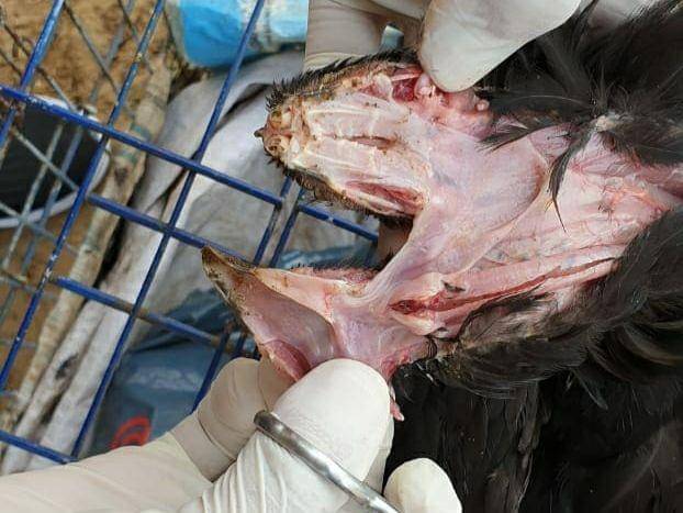 Pemeriksaan dan pengambilan sampel ayam yang mati (IDN Times/Istimewa)