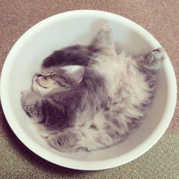 Kucing lucu. (instagram.com/iyui1225)