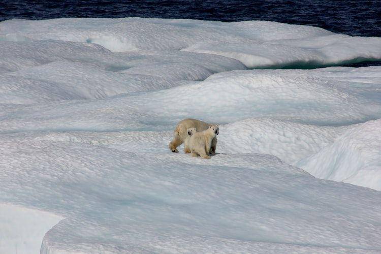 ilustrasi Antarktika. Unslpash/noaa
