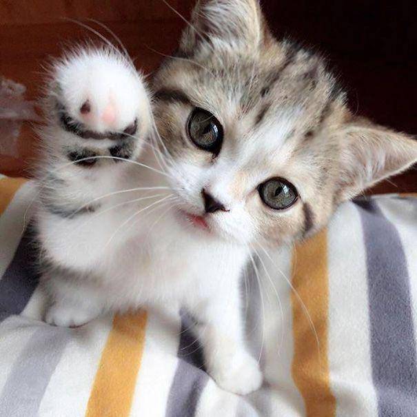 Kucing lucu. (shpock.com)