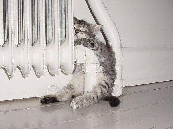 Kucing lucu. (walpapergeeks.com)