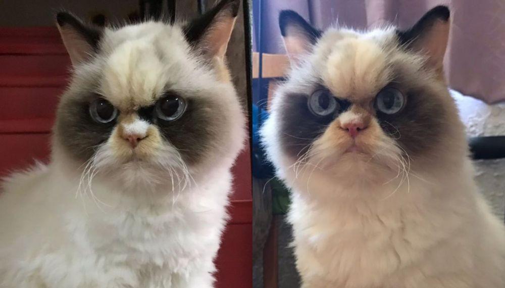 10 Potret Meow Meow, Kucing yang Disebut Sebagai New Grumpy Cat