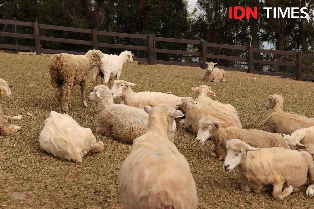 Qingjing Farm di Taichung, Taiwan (IDN Times/Vanny El Rahman)