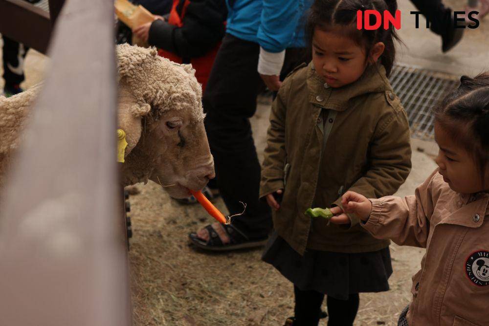 Qingjing Farm di Taichung, Taiwan (IDN Times/Vanny El Rahman)