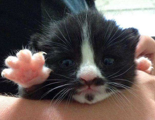 Kucing lucu. (imgur.com/andreus)