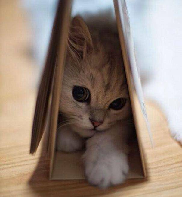 Kucing lucu. (imgur.com/mrf088)