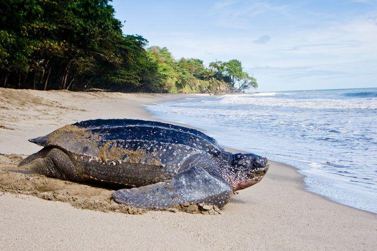 Termasuk Reptil Laut Terbesar, Ini 6 Fakta Menarik Penyu Belimbing