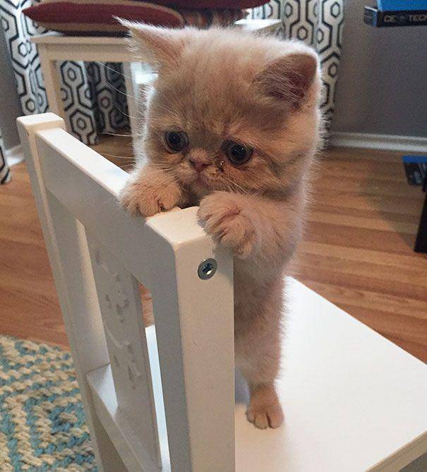Kucing lucu. (reddit.com/egzo)