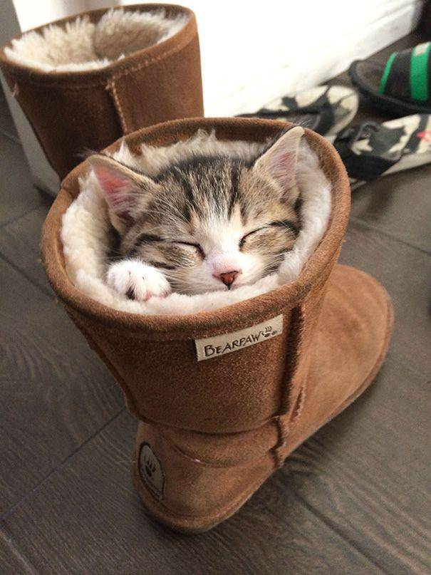 Kucing lucu. (reddit.com/YessMartinez)