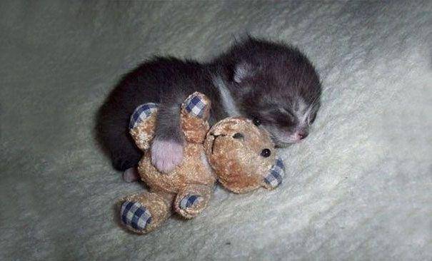 Kucing lucu. (reddit.com/DrLionzilla)