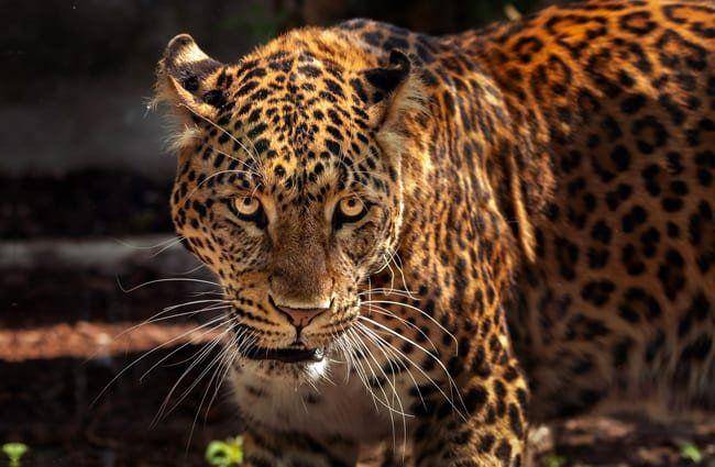 animals.net