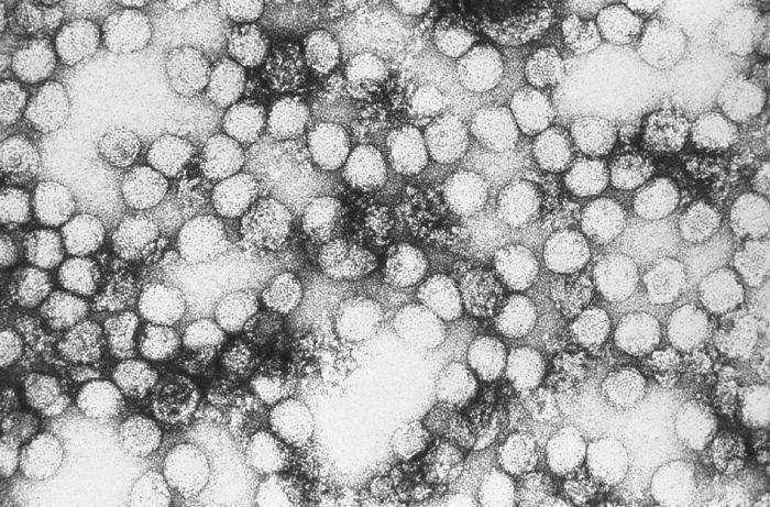 ilustrasi virus demam kuning (infectionlandscapes.org)