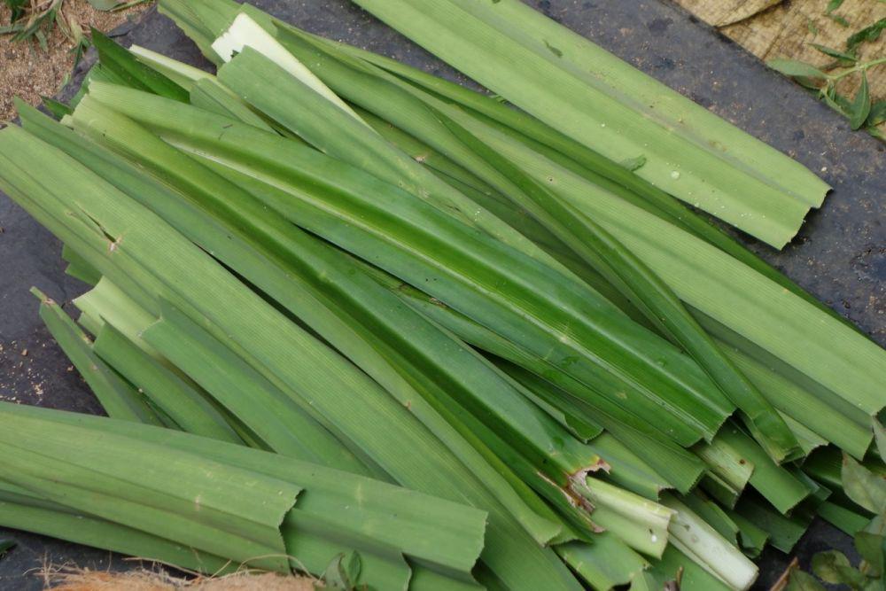 5 Daun Jenis Aromatik yang Sering Digunakan saat Memasak, Bikin Lezat!