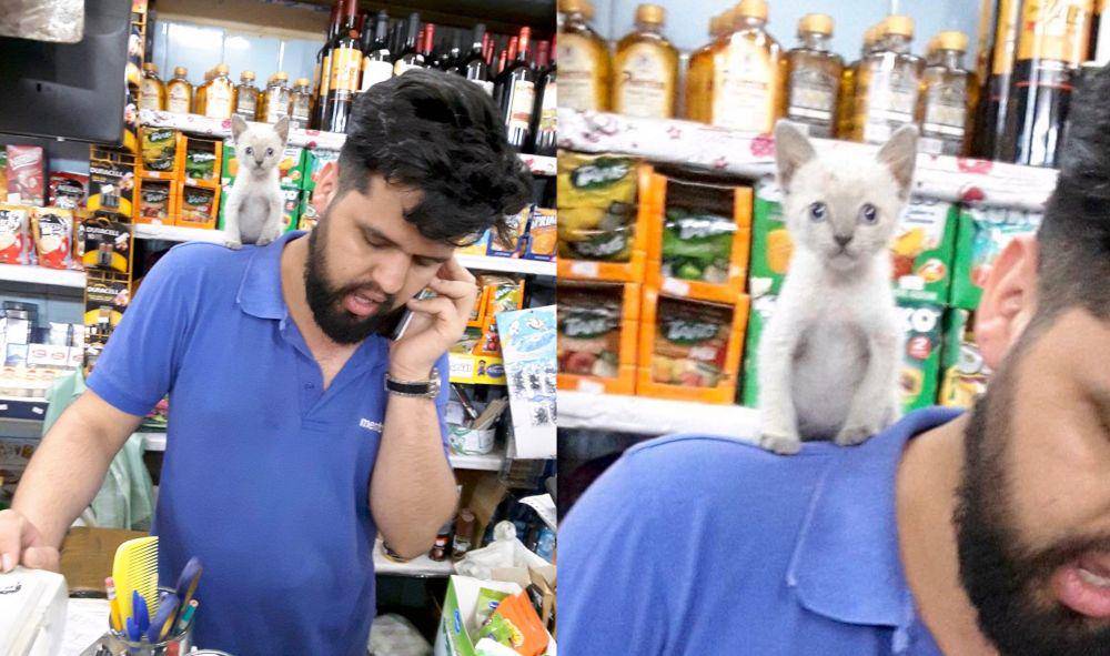 twitter.com/Bodegacats_