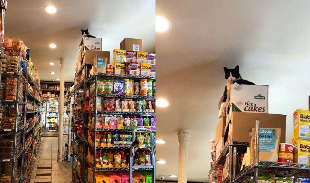 twitter.com/Bodegacats_