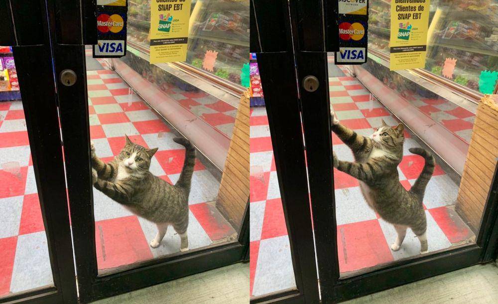 twitter.com/Bodegacats_