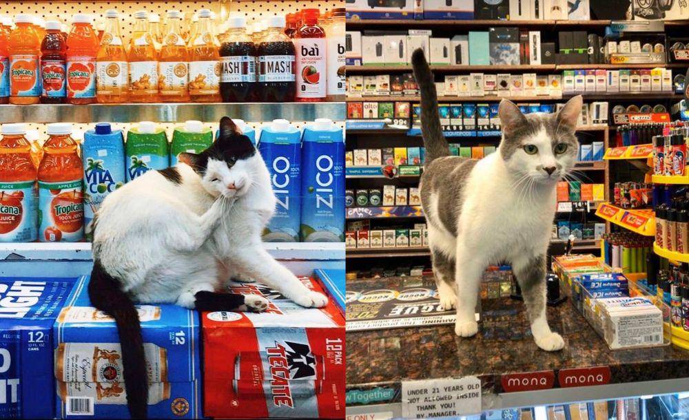 twitter.com/Bodegacats_