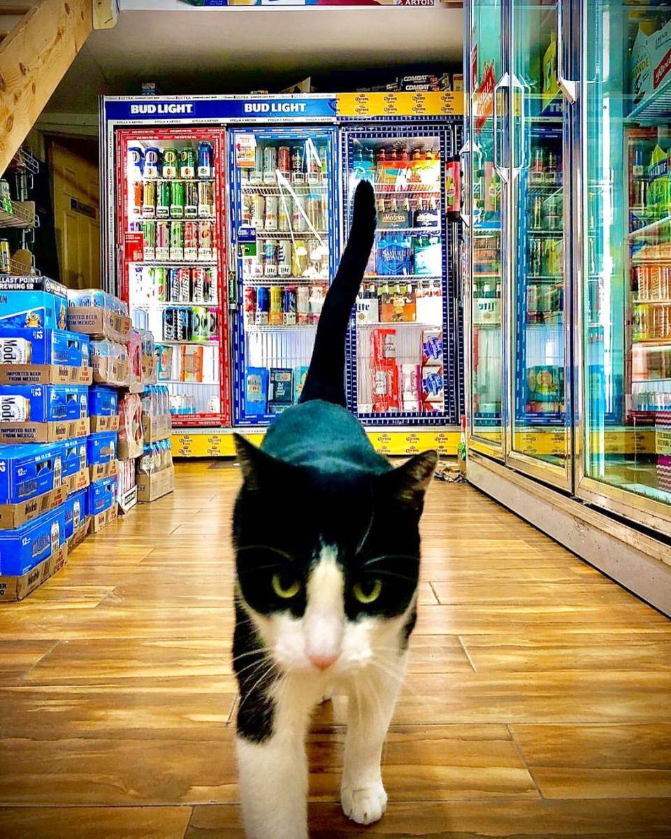 twitter.com/Bodegacats_