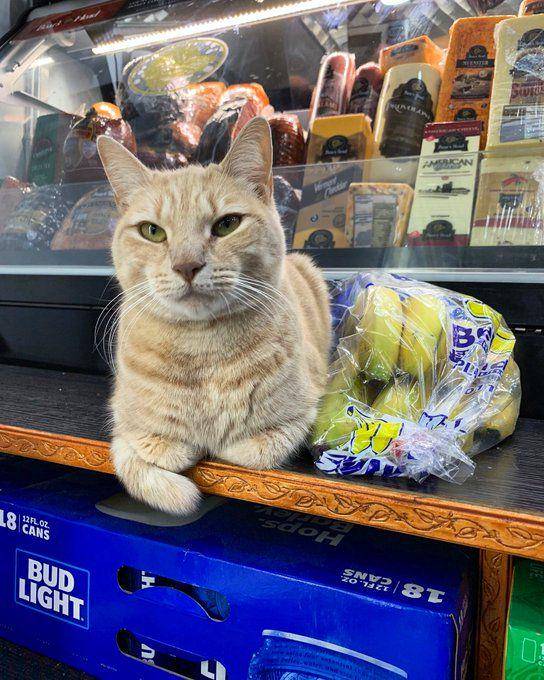 twitter.com/Bodegacats_