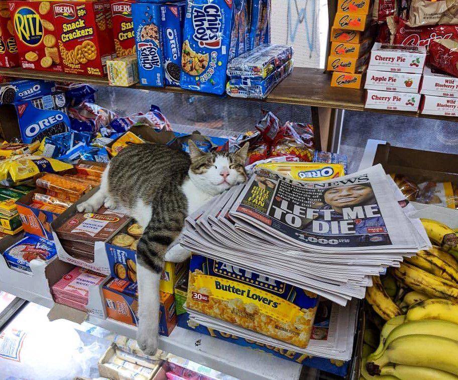 twitter.com/Bodegacats_