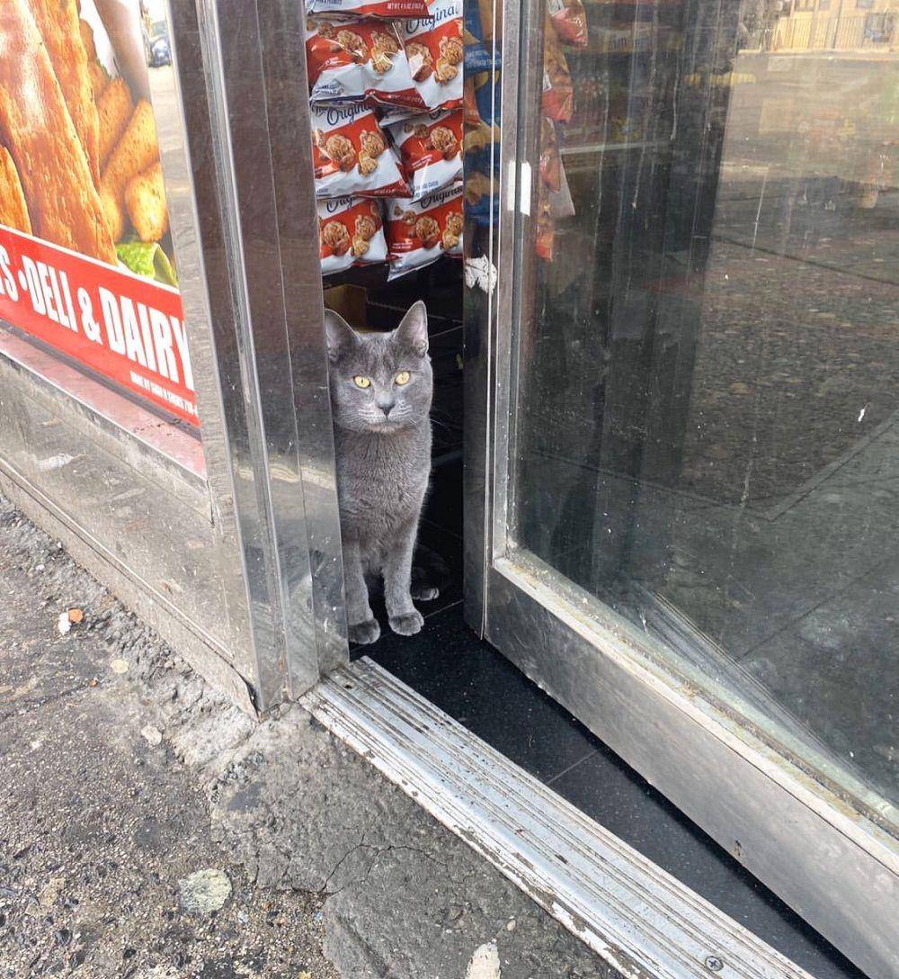 twitter.com/Bodegacats_