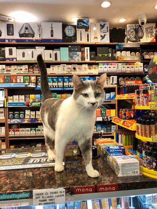 twitter.com/Bodegacats_