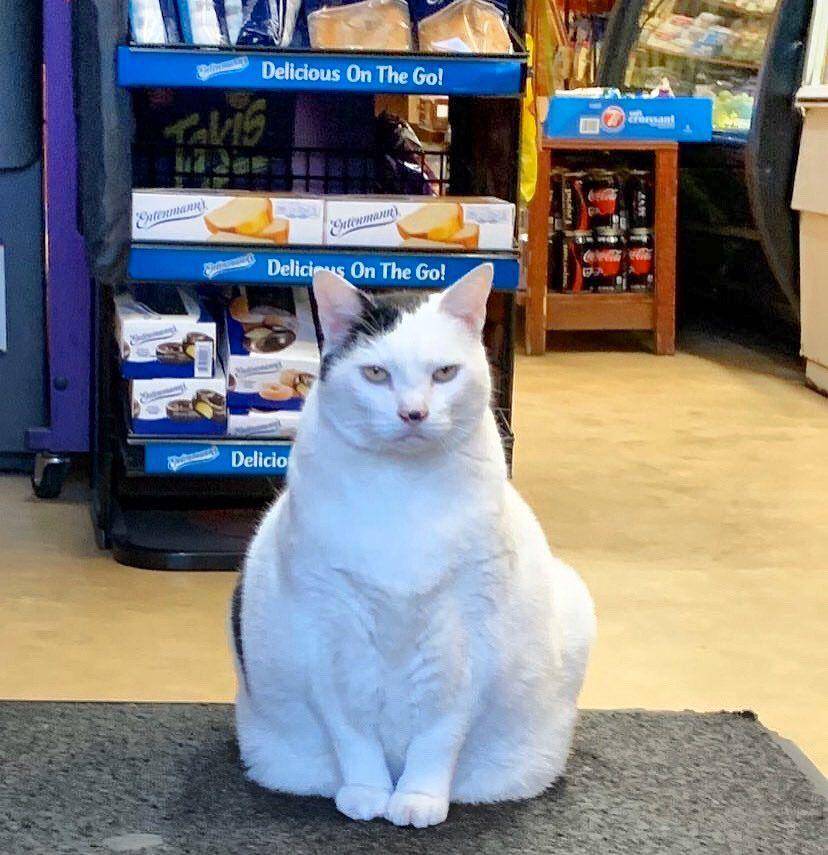 twitter.com/Bodegacats_