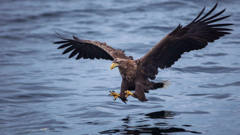 5 Fakta tentang Elang Laut, Spesies Monogami yang Terkenal Tangguh