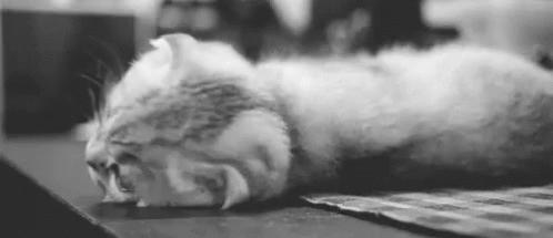 Fakta Unik Liontin Purrsong, Alarm saat Kucing Kesayanganmu Sakit
