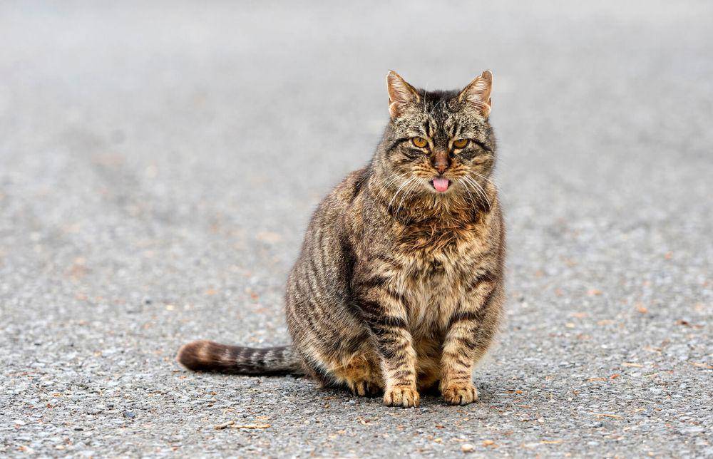 cats.lovetoknow.com