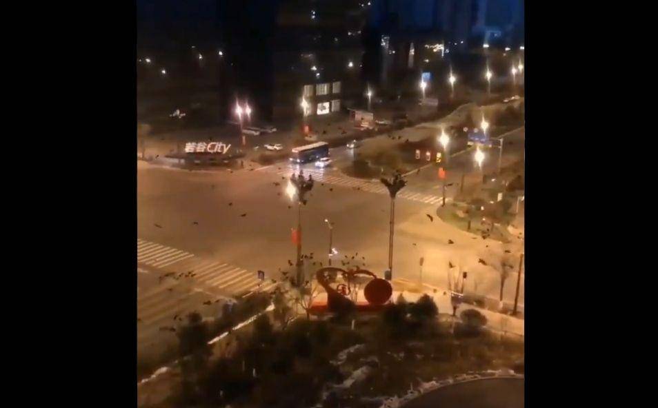 Burung gagak di Kota Wuhan, Tiongkok - Tik Tok/MichaelYi