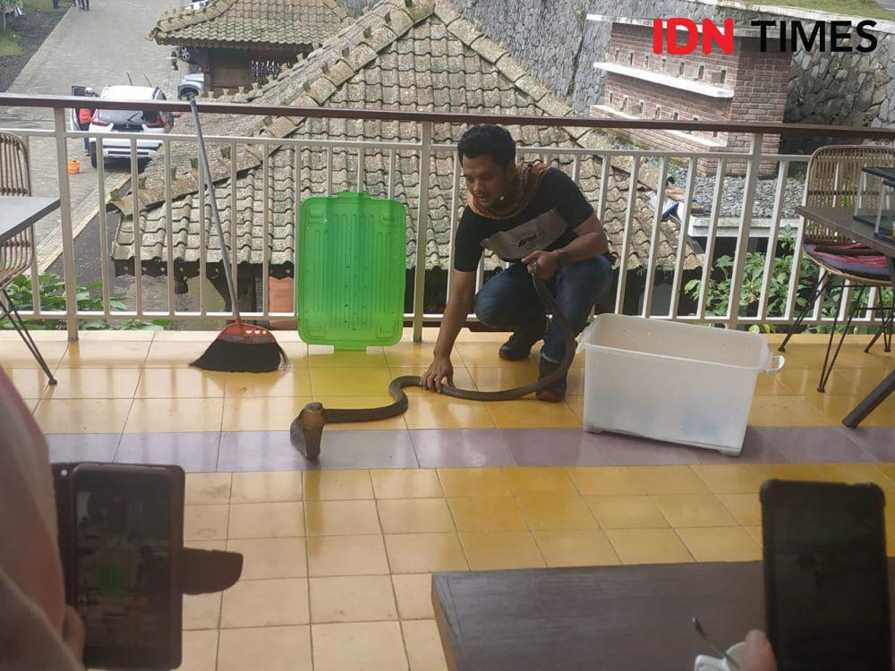8 Fakta tentang King Kobra, Gak Semuanya Menakutkan