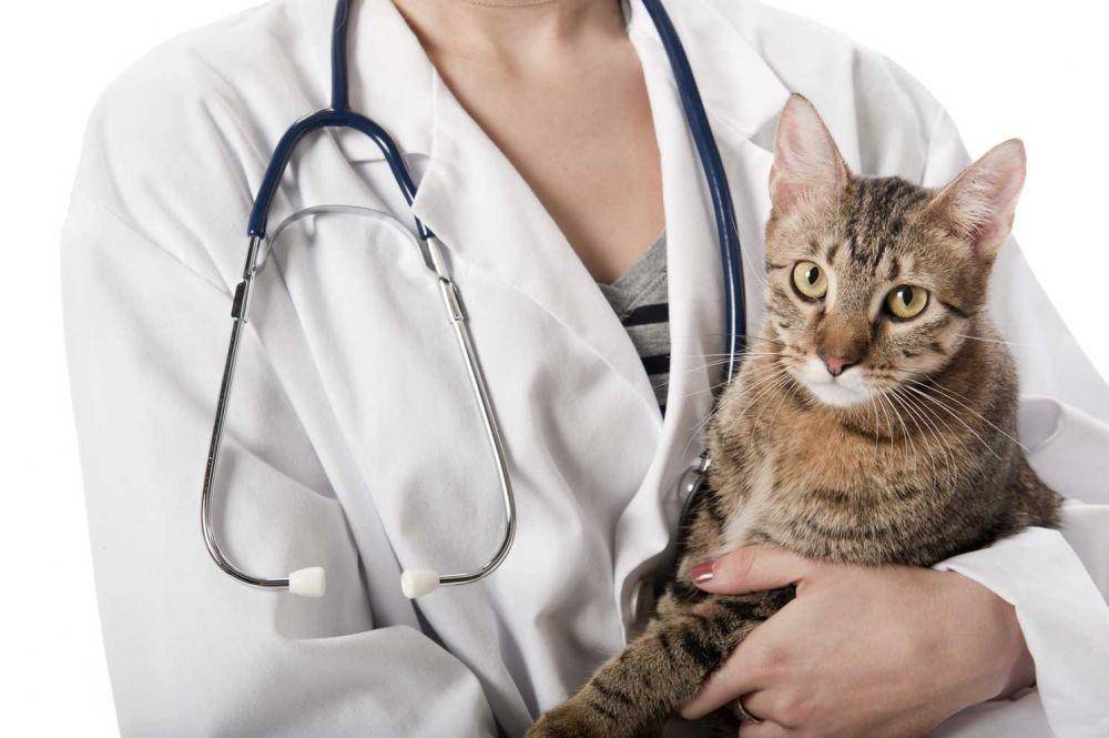 weareallaboutcats.com