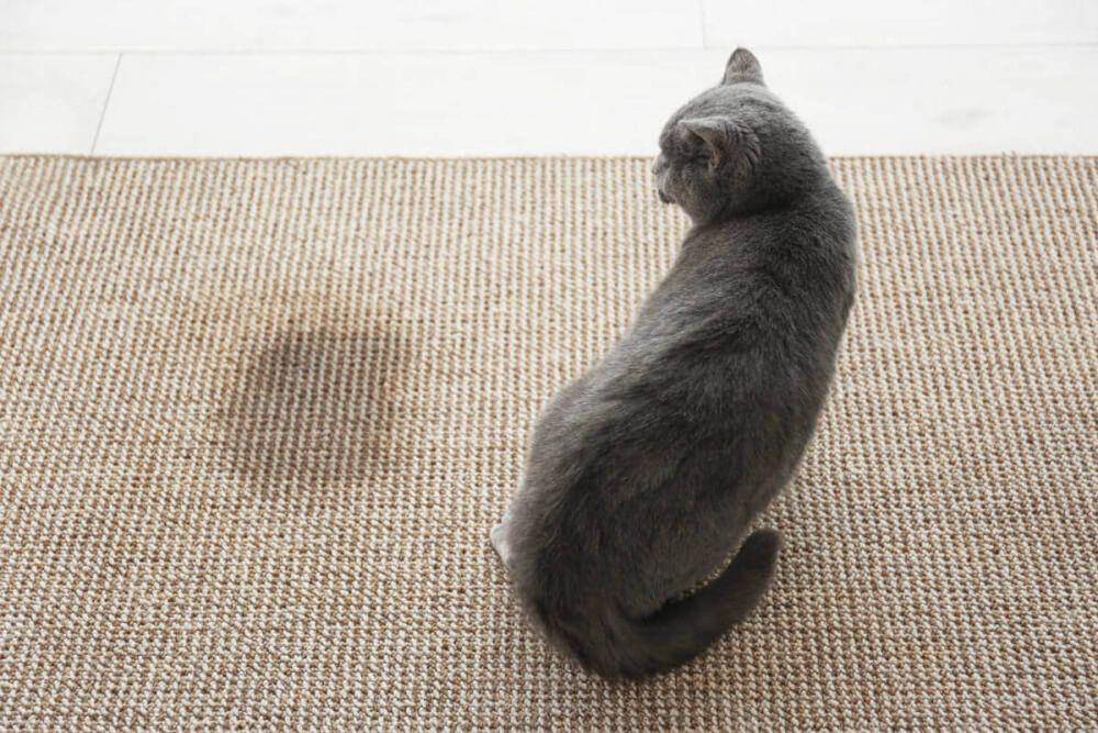 feliway.com