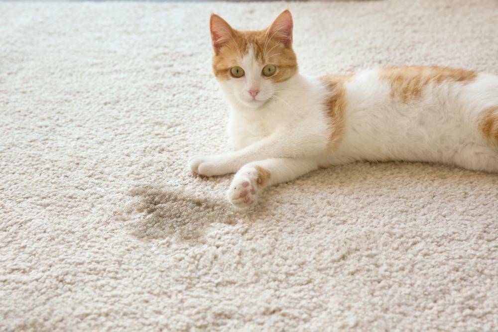 unionlakepetservices.com