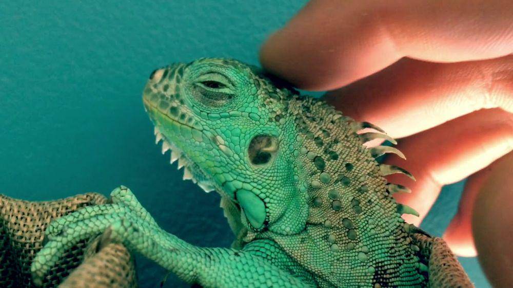 Ilustrasi reptil (youtube.com/comic vision)