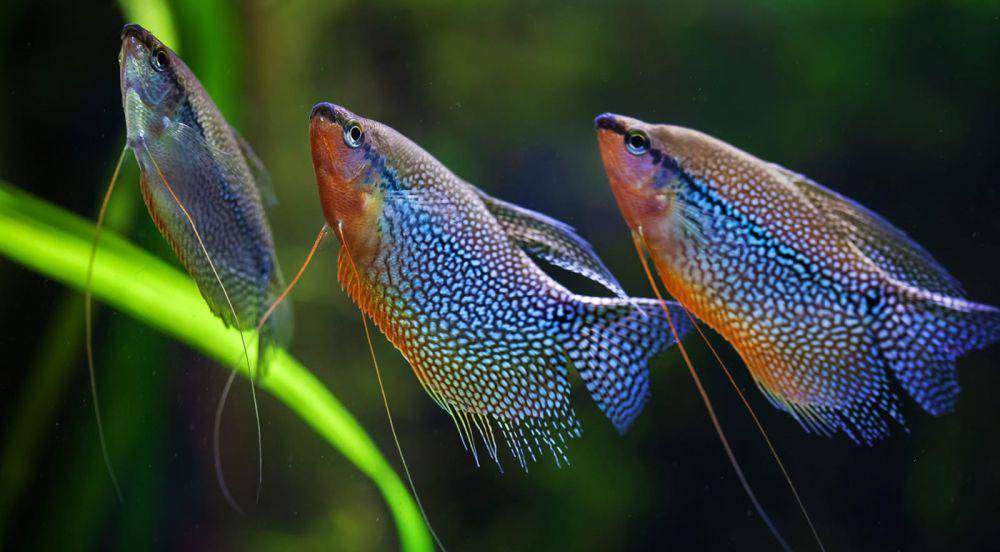 Ilustrasi Ikan hias air tawar (aquascapinglove.com)