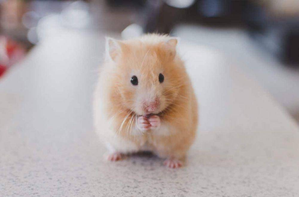 Ilustrasi hamster (rimma.co)