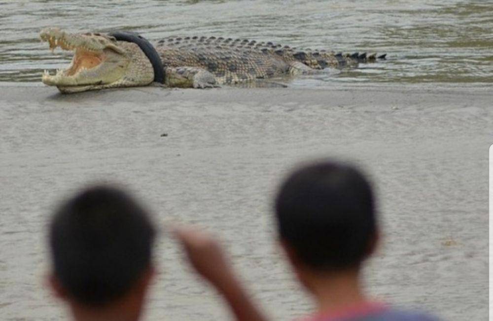 Buaya terlilit ban di Sulawesi Tengah (Instagram/@mattwright)
