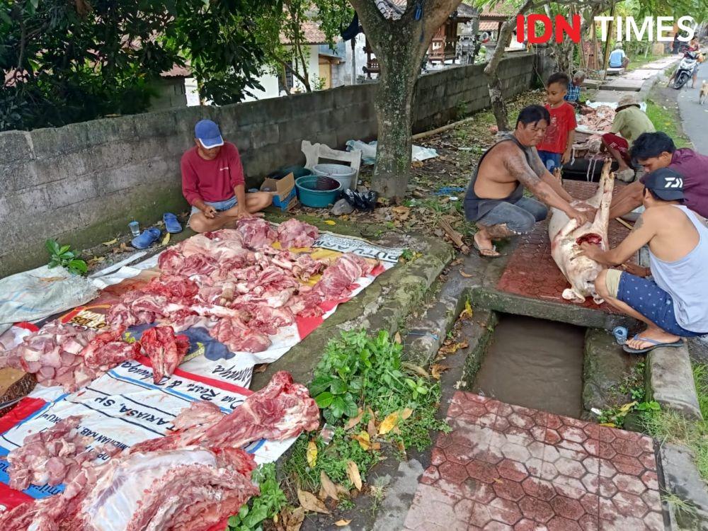 Stok dan Harga Babi di Klungkung Stabil Menjelang Galungan