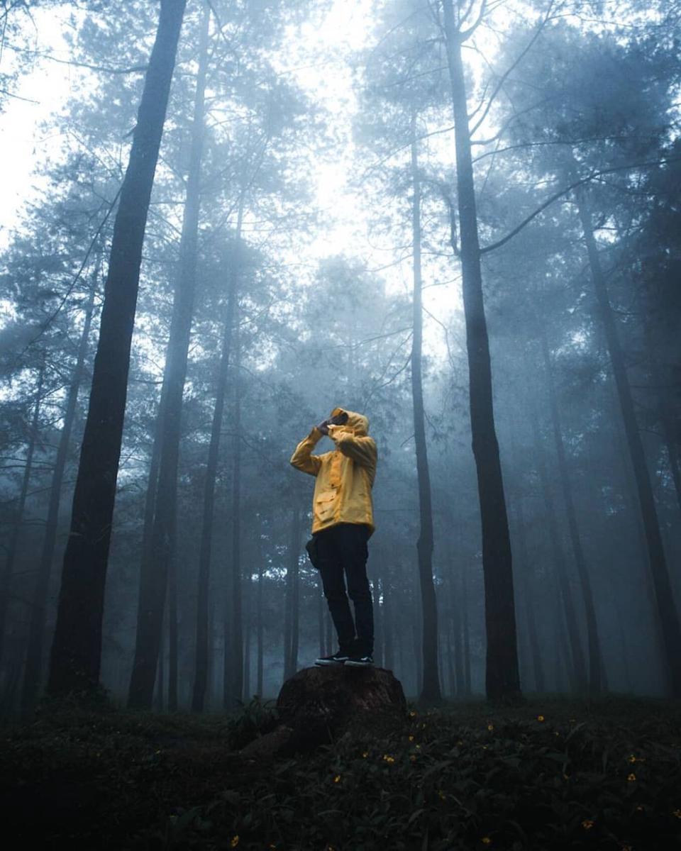 Info Rute, Harga Tiket, dan Tips Liburan ke Hutan Pinus Limpakuwus