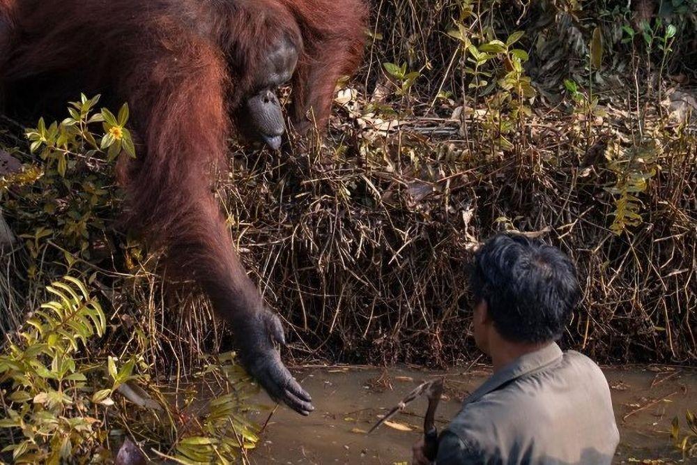 Anil: Saat Manusia Tak Saling Tolong, Orangutan Justru Membantu