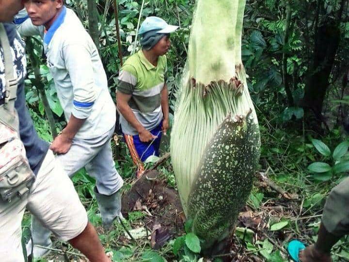 Bunga bangkai terletak di dekat air terjun (IDN Times/Istimewa)
