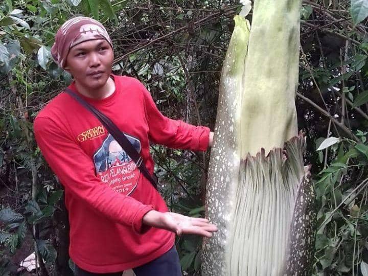 Mulai besok bunga bangkai bisa dinikmati warga (IDN Times/Istimewa)