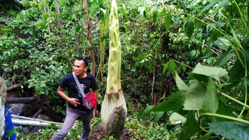 Bunga Bangkai Setinggi 2 Meter Ditemukan di Lokasi Wisata Pagaralam