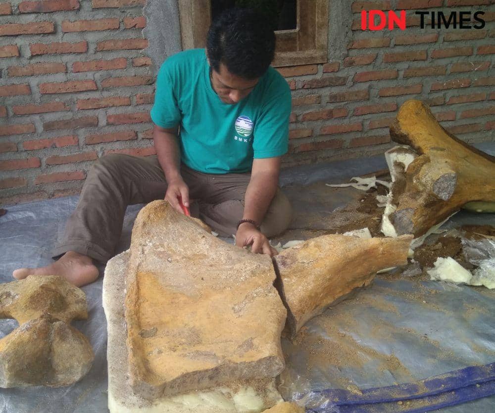 Tim dari Balai Pelestarian Situs Manusia Purba berusaha menggabungkan potongan fosil hewan purba di Desa Sumberbendo, Kecamatan Saradan, Kabupaten Madiun, Rabu (19/2). IDN Times/Nofika Dian Nugroho